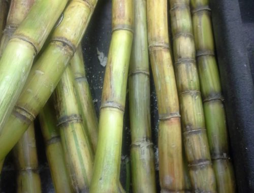 A closeup view of sugar cane stalks