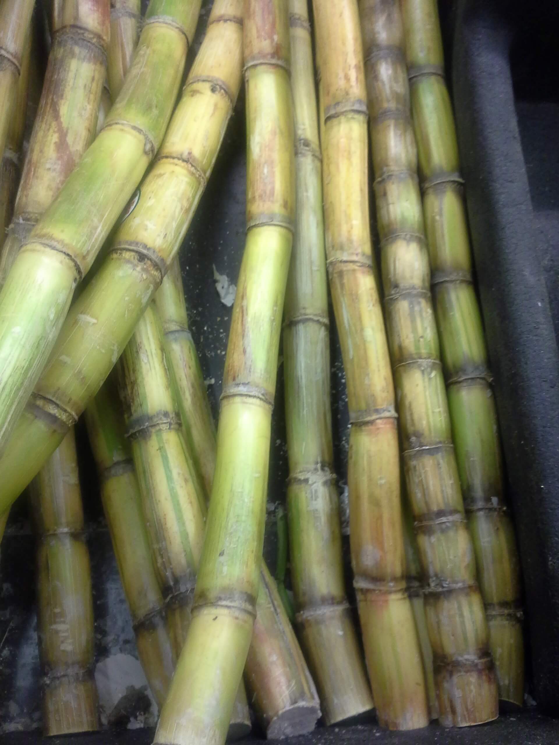 A closeup view of sugar cane stalks