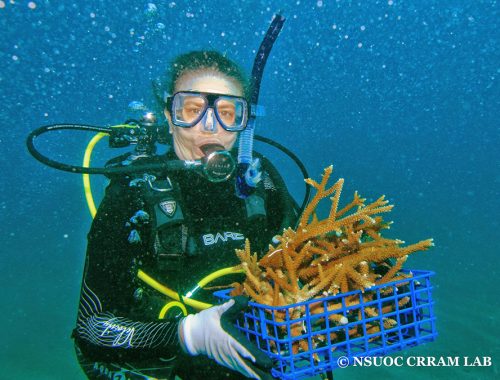 A diver on a Nova Southeastern University research project