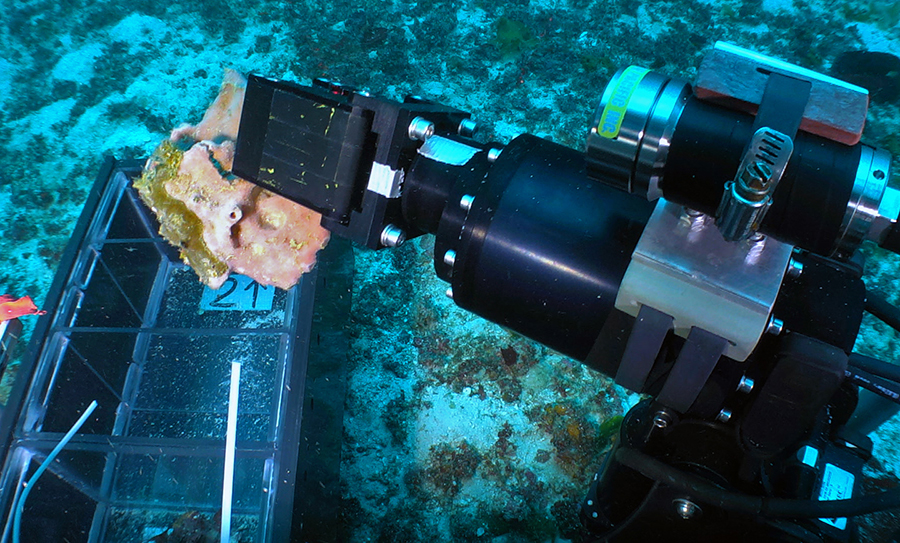 An FAU Harbor Branch Oceanographic Institute tool sled handles a piece of coral