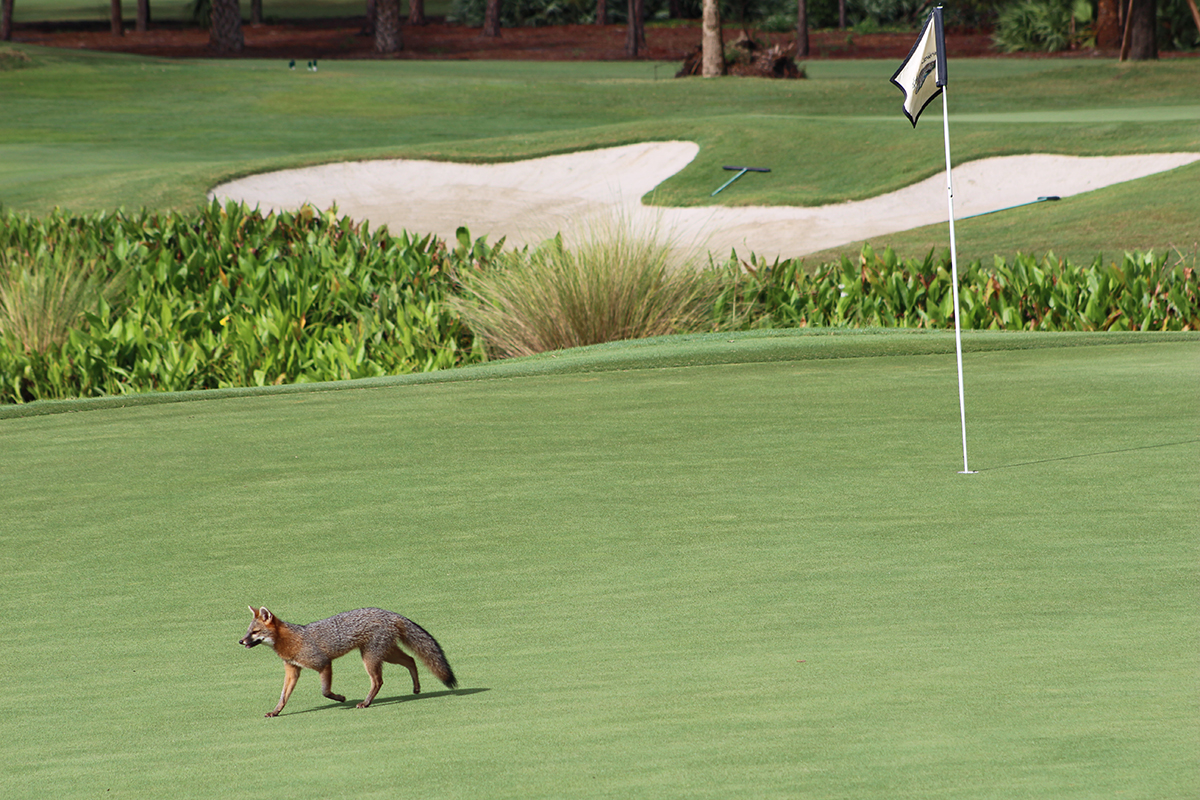 A fox makes its way across one of the greens at Broken Sound
