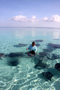 Common to tropical and subtropical waters, stingrays can be quite docile, curious and friendly.