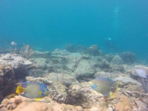 coral reef angel fish